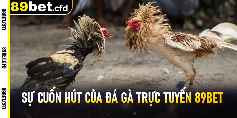 Sự Cuốn Hút Của Đá Gà Trực Tuyến 89BET