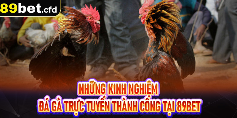 Những kinh nghiệm đá gà trực tuyến thành công tại 89bet