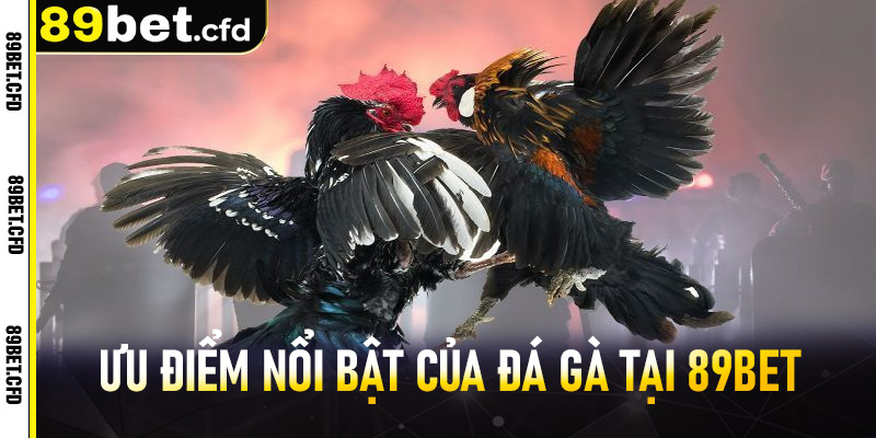 Ưu điểm nổi bật của đá gà tại 89BET